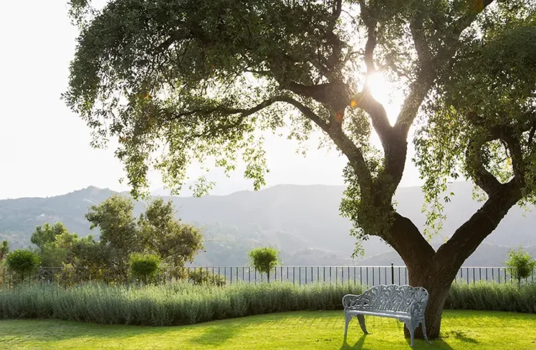 Einzelner Baum im Garten Sommer