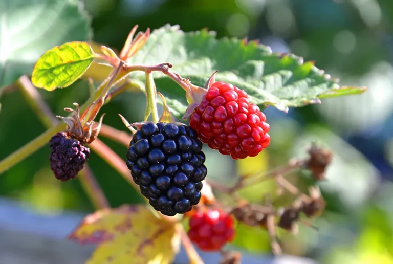 Himbeeren an einem Himbeerstrauch